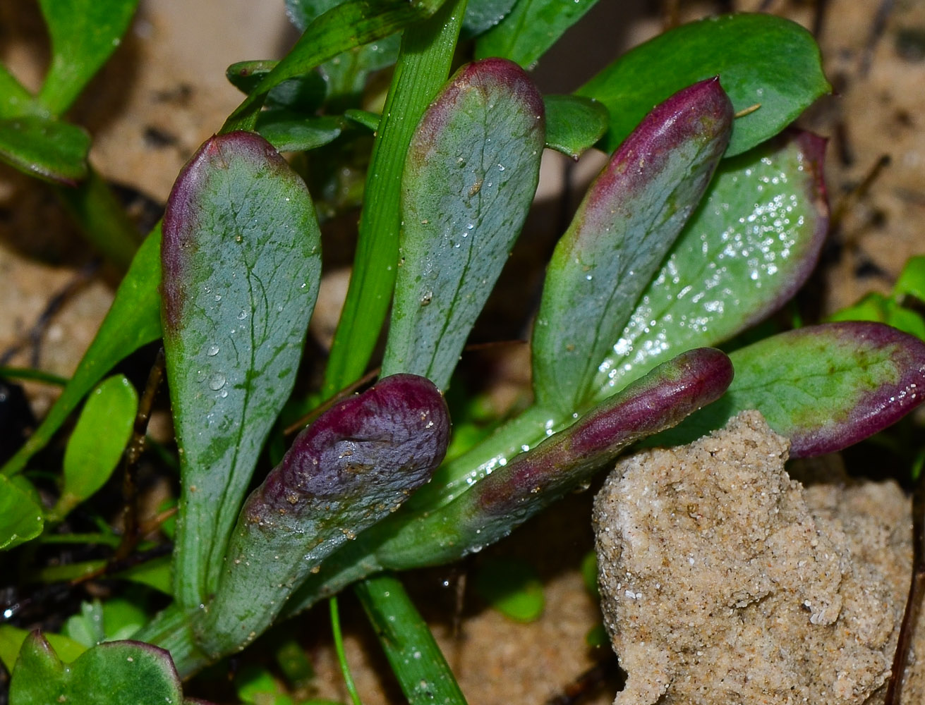 Image of Crithmum maritimum specimen.