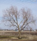 Salix euxina