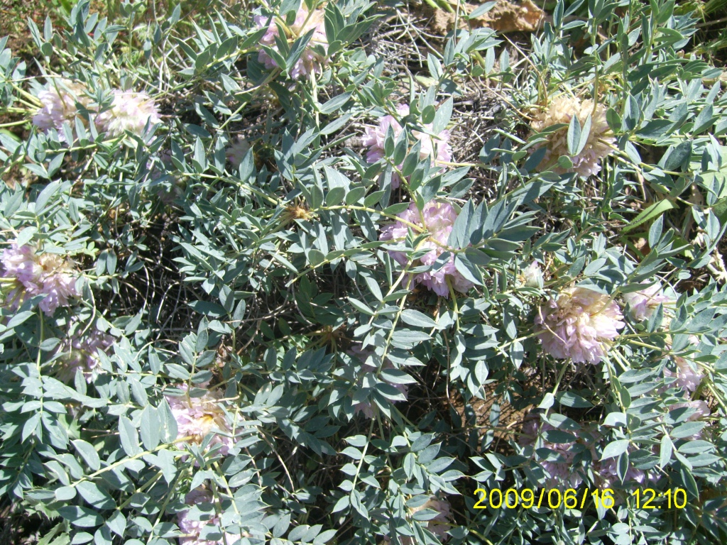 Изображение особи Astragalus karjaginii.