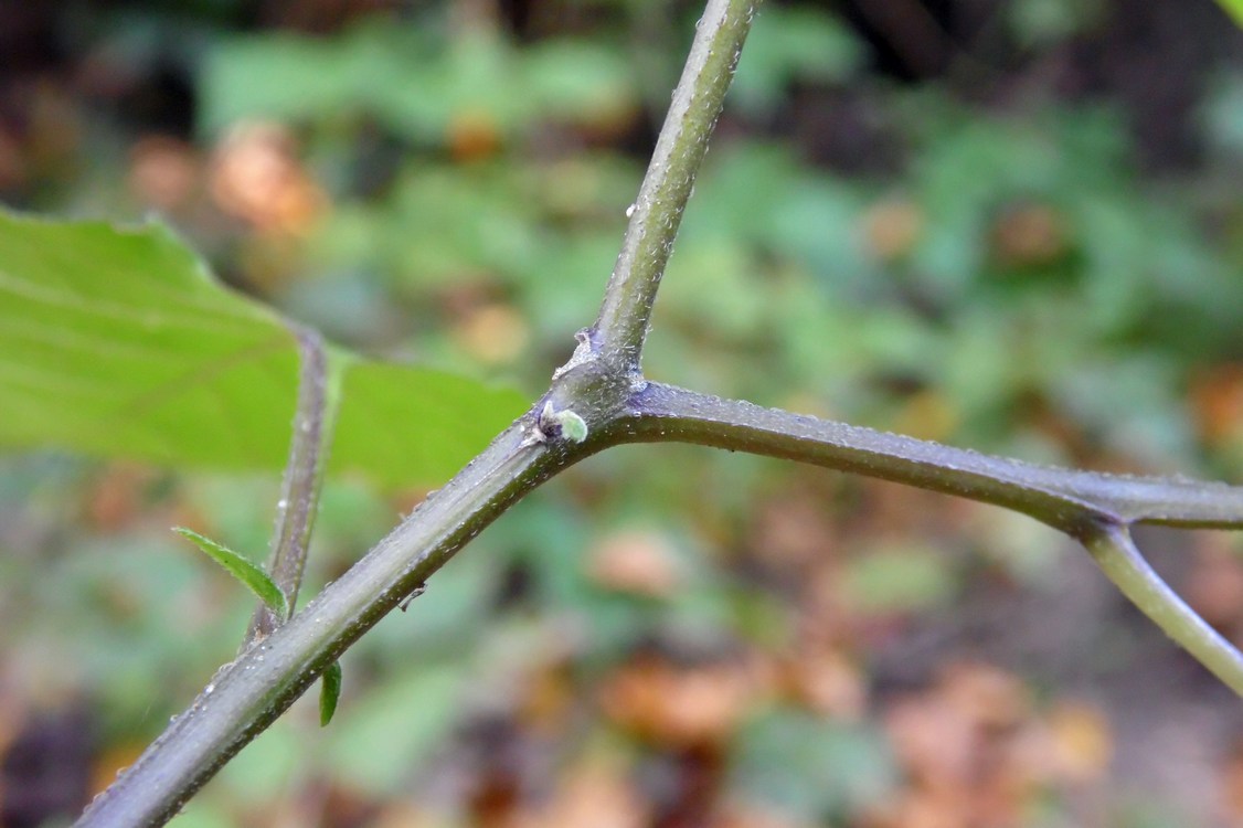 Изображение особи Solanum nigrum.