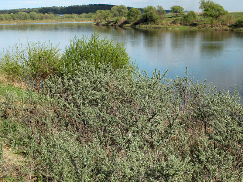 Image of Hippophae rhamnoides specimen.