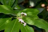 Acokanthera oblongifolia. Части листьев и соцветие. Израиль, Шарон, пос. Кфар Монаш, ботанический сад \"Хават Ганой\". 24.02.2016.