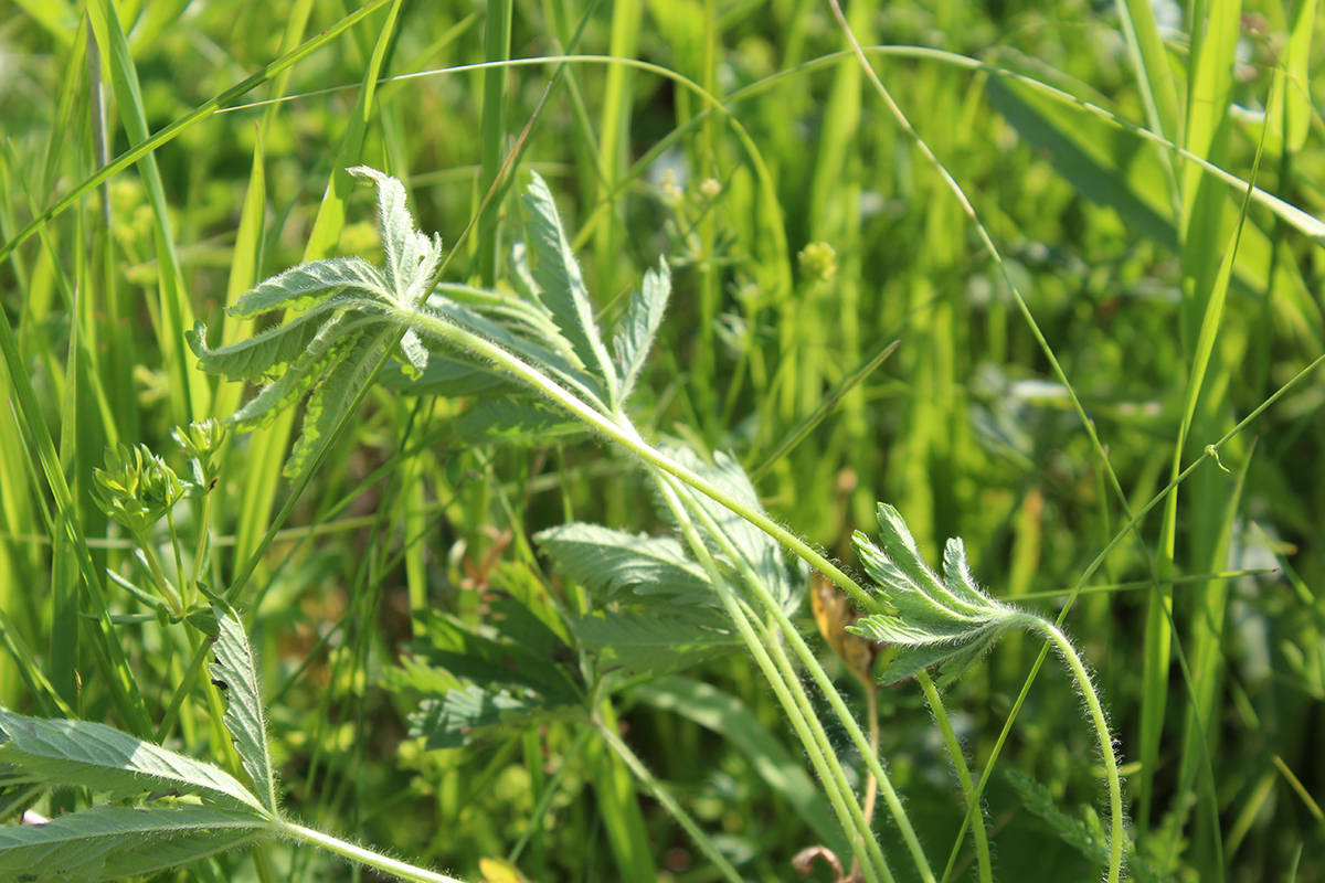 Image of Potentilla goldbachii specimen.