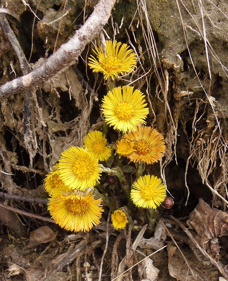 Image of Tussilago farfara specimen.