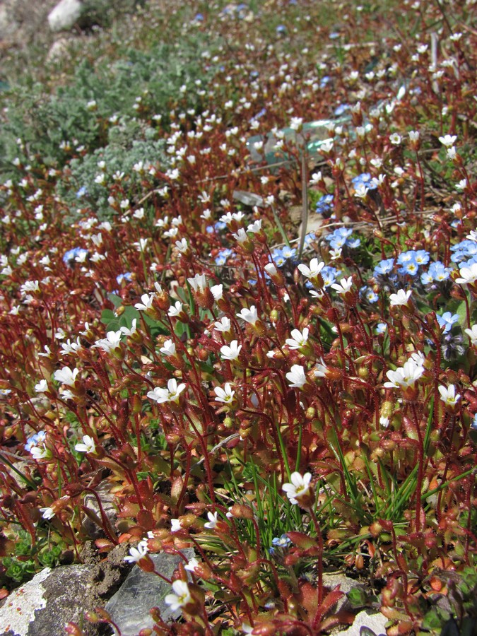 Изображение особи Saxifraga tridactylites.