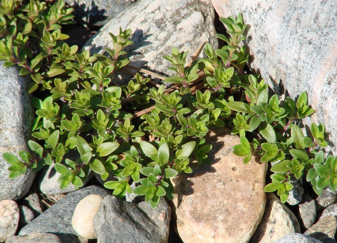 Image of genus Thymus specimen.