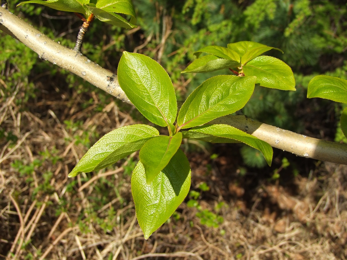 Image of Populus suaveolens specimen.