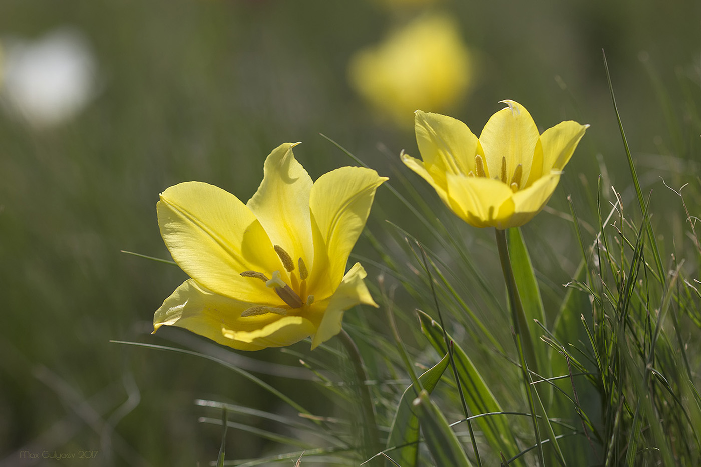 Изображение особи Tulipa suaveolens.