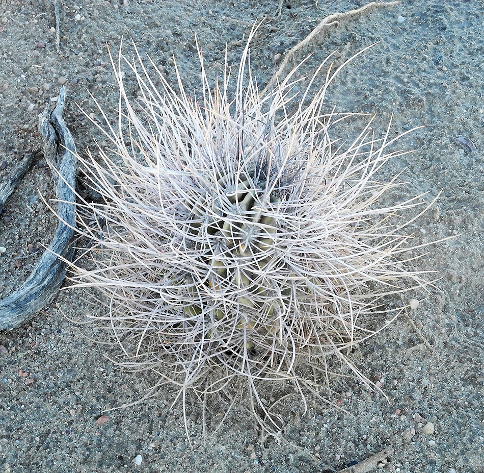 Image of Acanthocalycium leucanthum specimen.