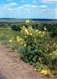 Alcea rugosa. Цветущее растение на обочине дороги. Украина, Луганская обл., Свердловский р-н, заповедник \"Провальская степь\", Грушевский участок. Начало июля 2005 г.