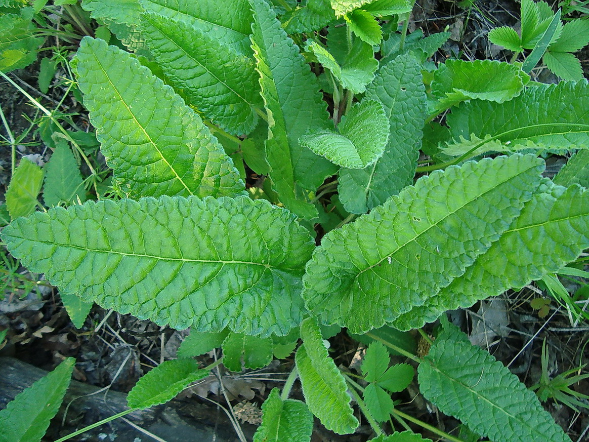 Image of Betonica officinalis specimen.