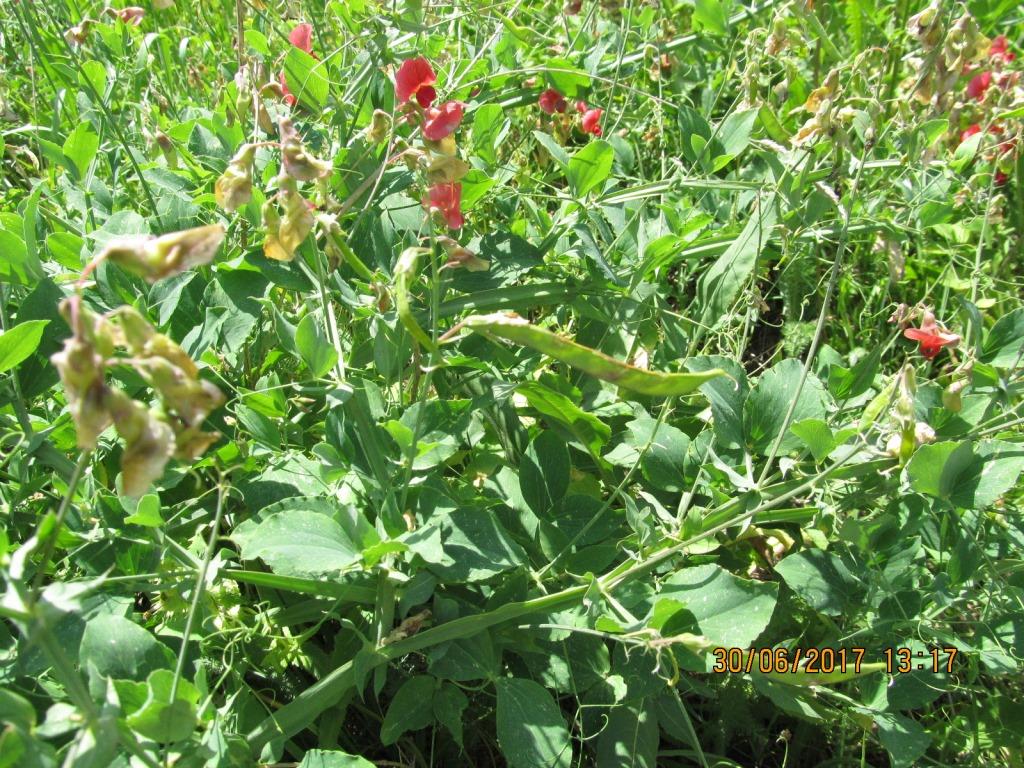 Image of Lathyrus miniatus specimen.