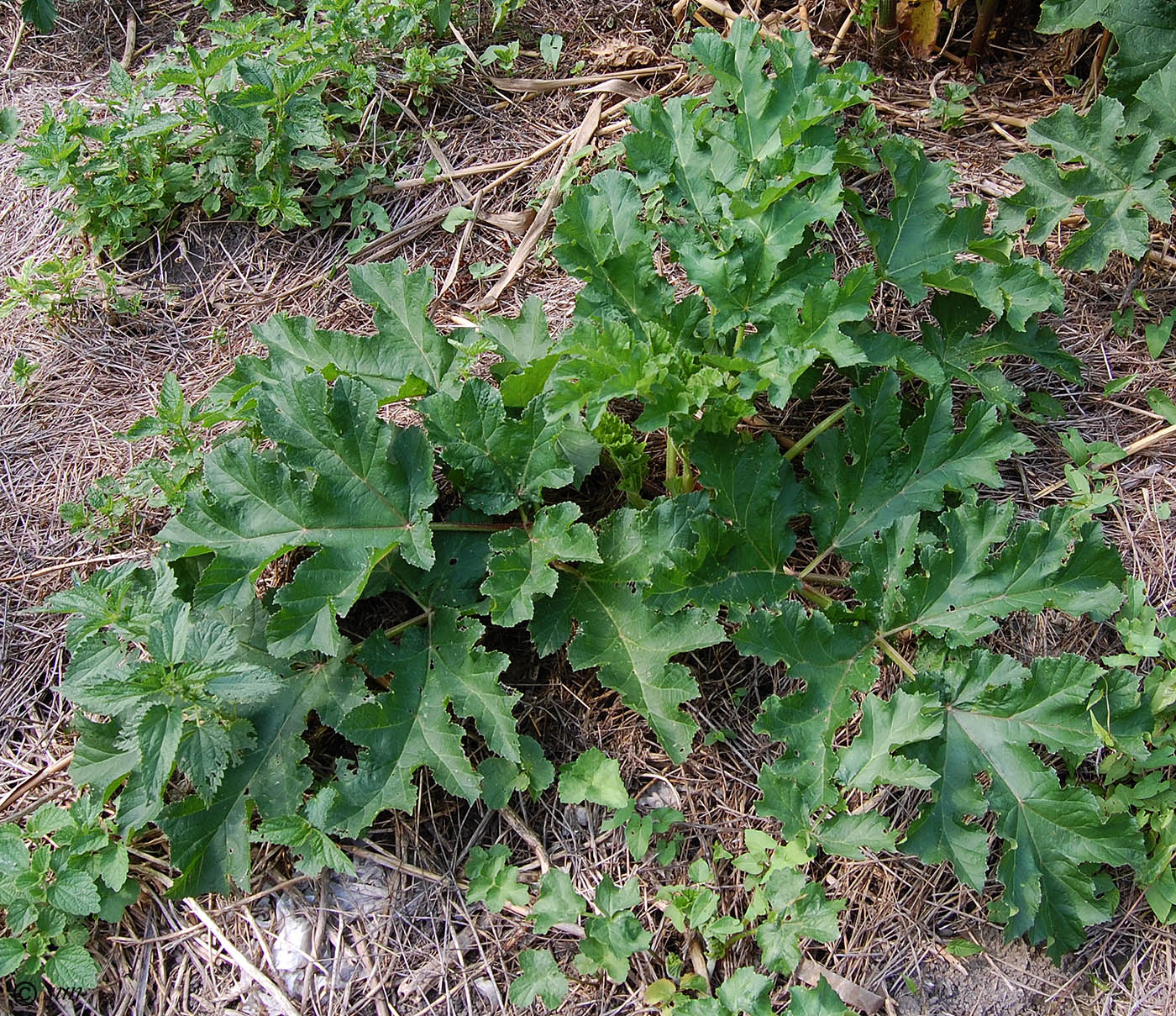 Изображение особи Heracleum sibiricum.