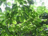 Actinidia kolomikta. Ветви. Волгоград, Региональный Ботсад на Красном. 20.05.2016.