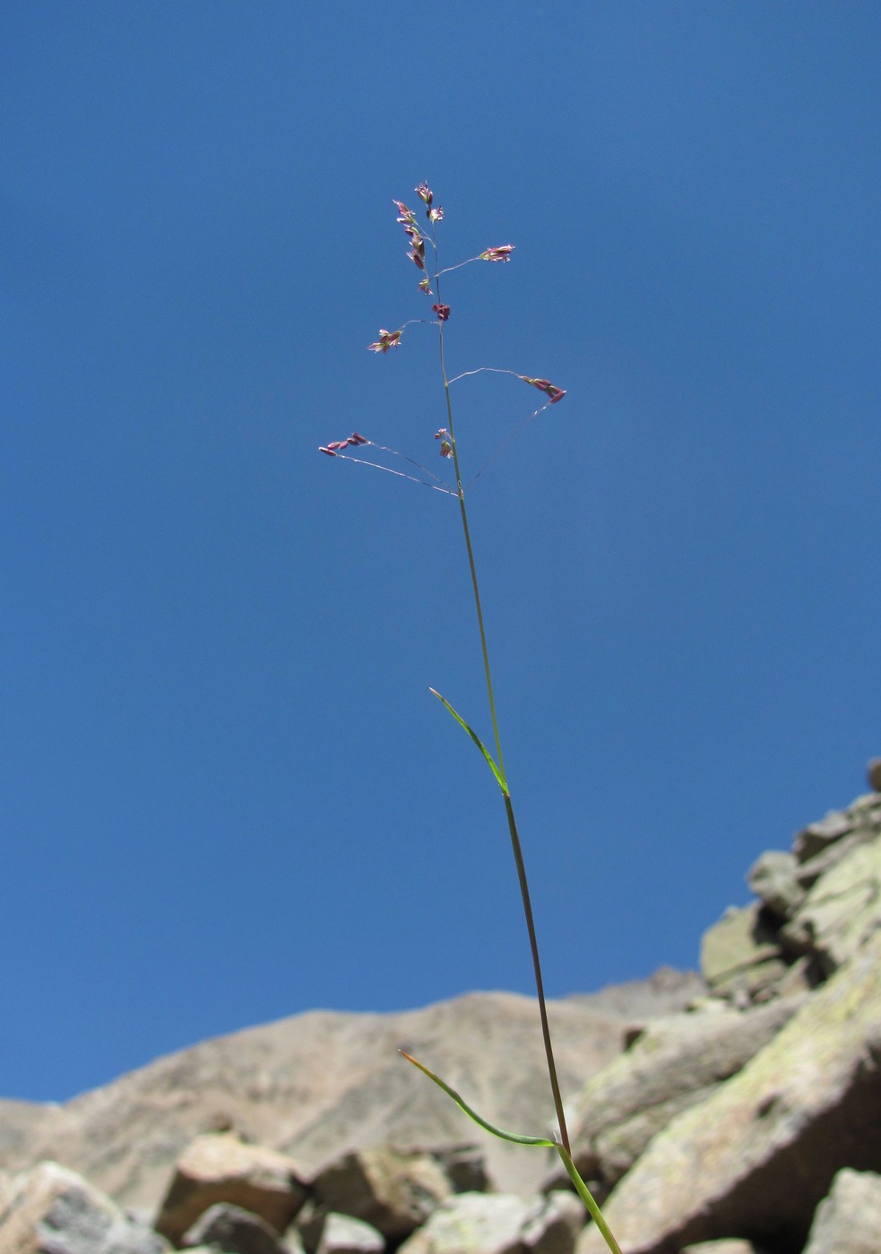 Image of genus Poa specimen.