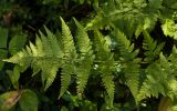 Dryopteris carthusiana