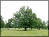 Quercus robur. Дерево на пастбище. Республика Татарстан, Зеленодольский район, 18.06.2005.