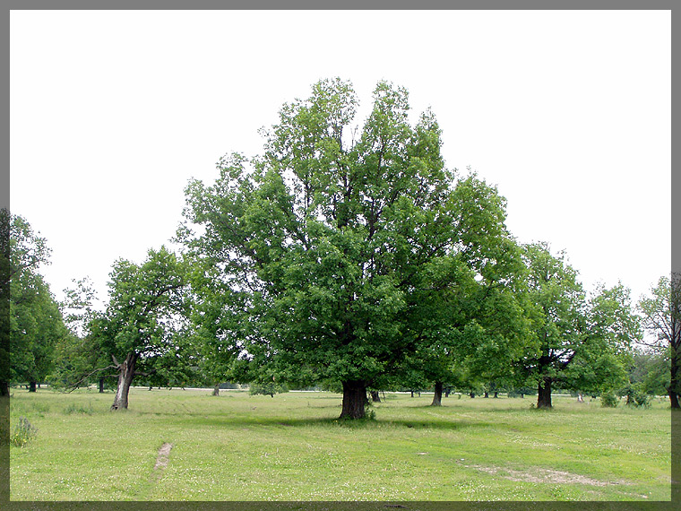 Изображение особи Quercus robur.