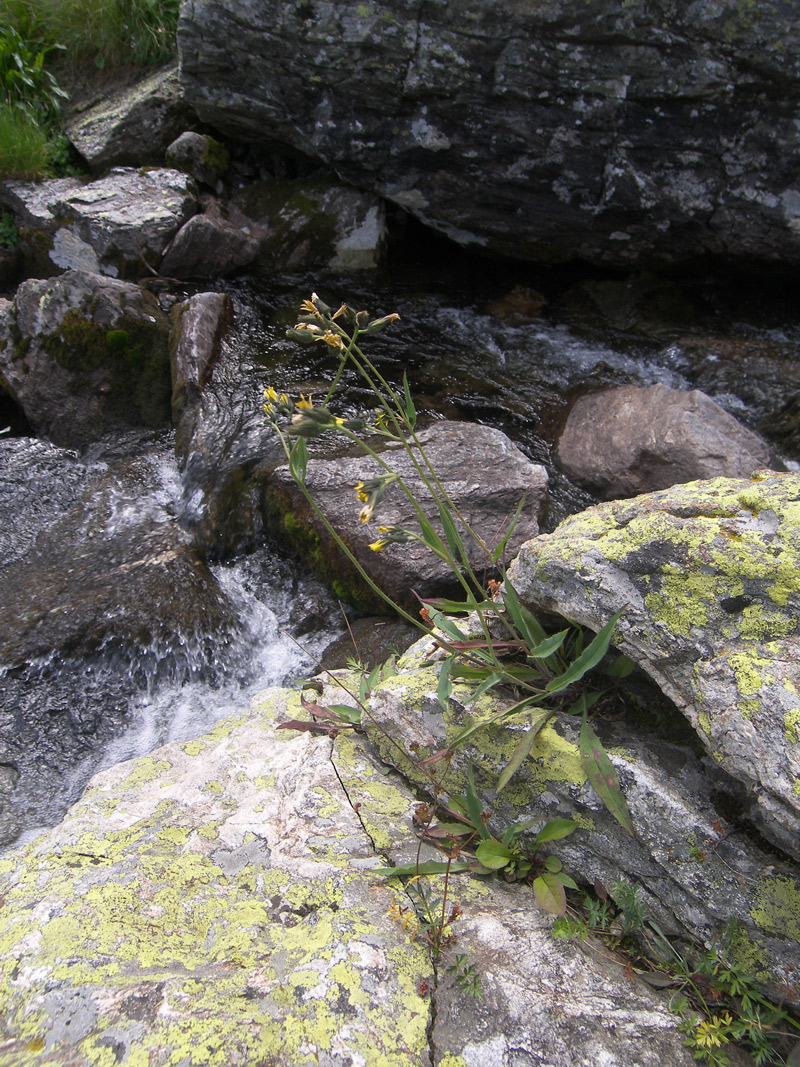 Image of Hieracium &times; biebersteinii specimen.