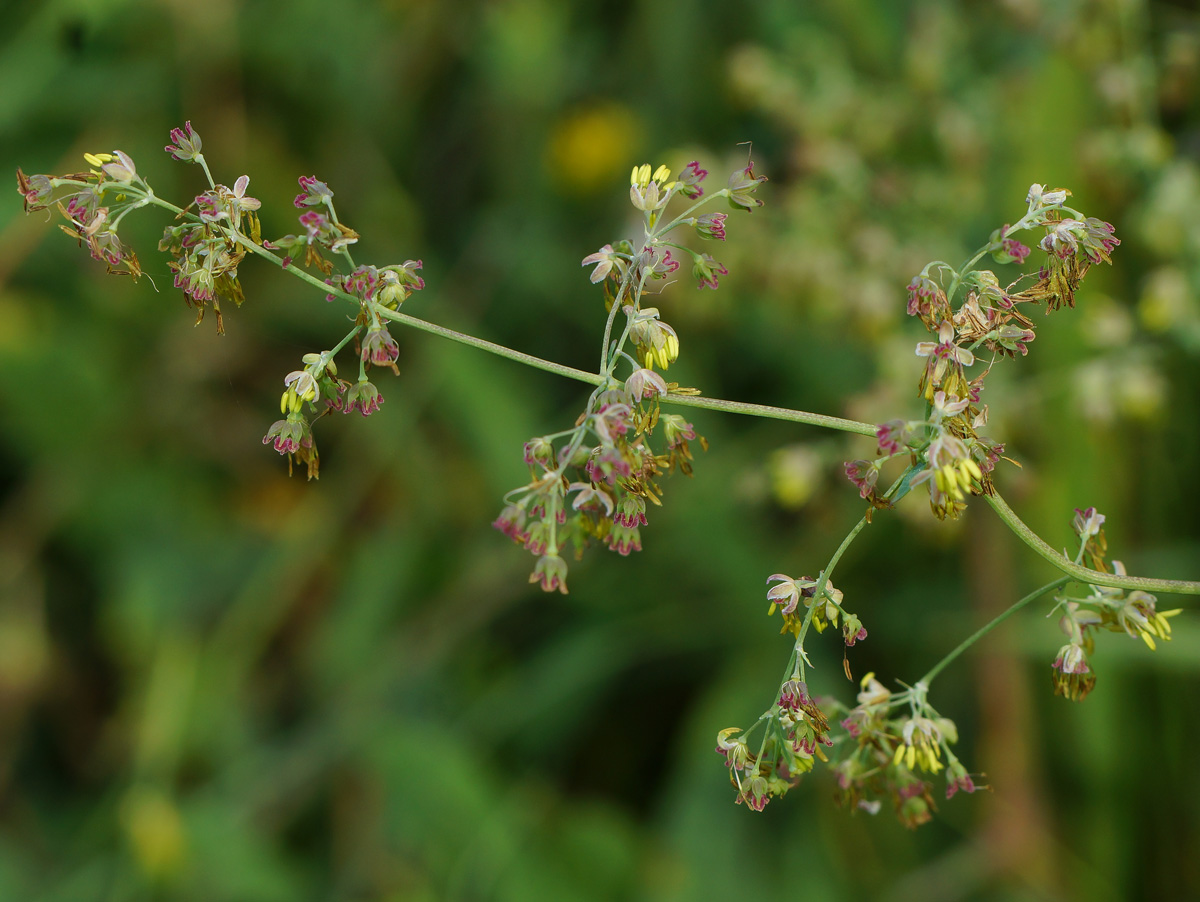 Изображение особи род Thalictrum.