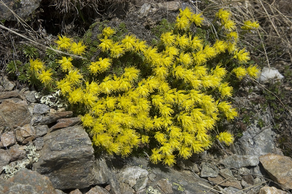 Image of Saxifraga scleropoda specimen.