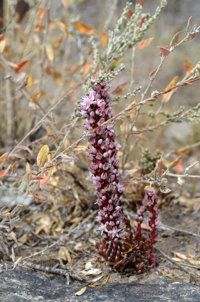 Изображение особи Orostachys thyrsiflora.