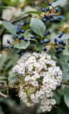 Viburnum tinus