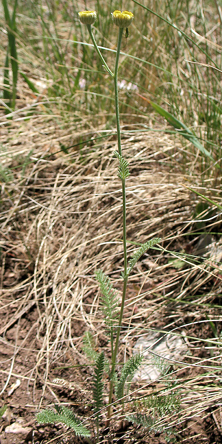 Image of Tanacetum sclerophyllum specimen.