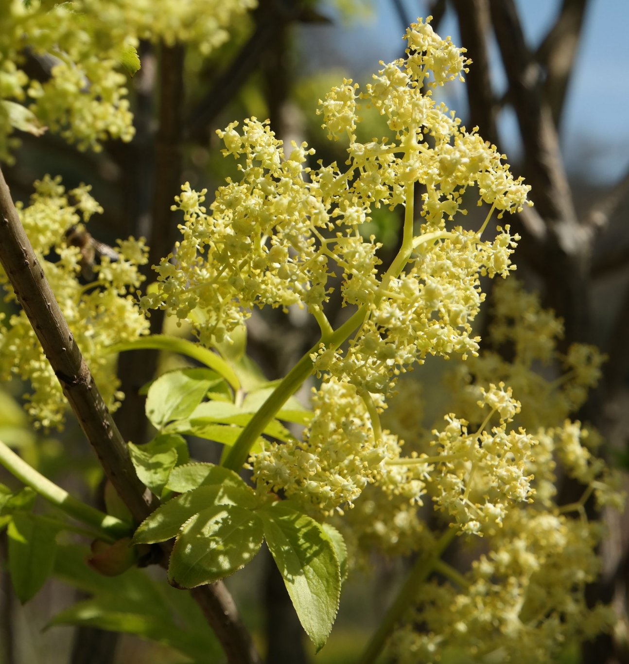 Изображение особи род Sambucus.