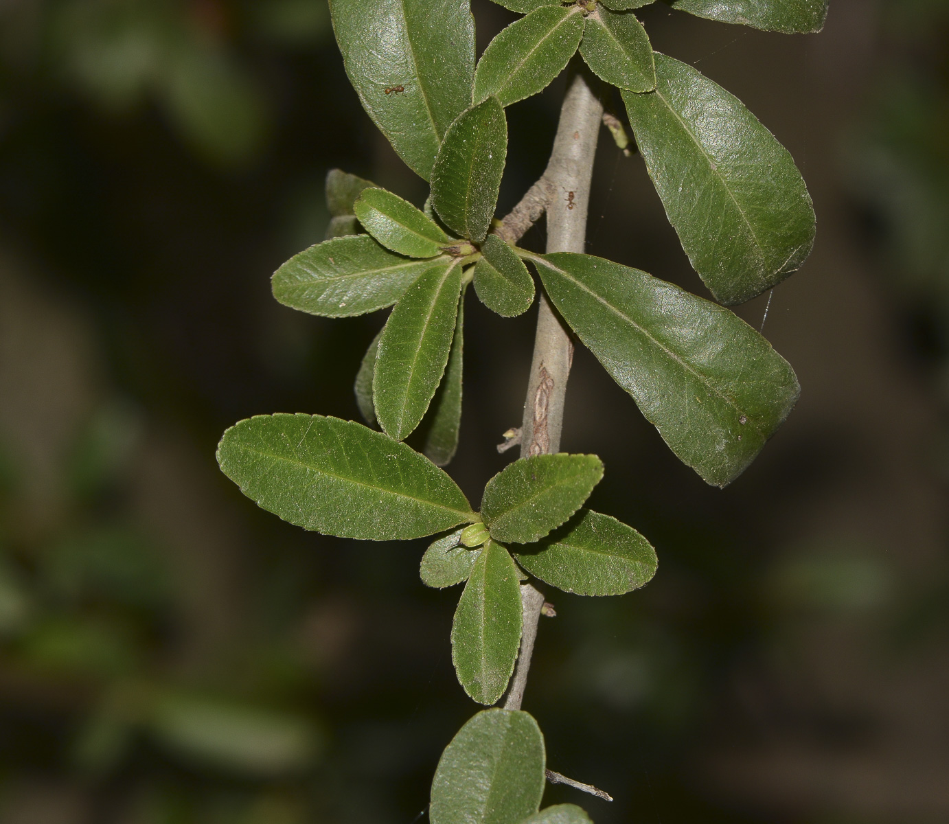 Image of Pyracantha rogersiana specimen.