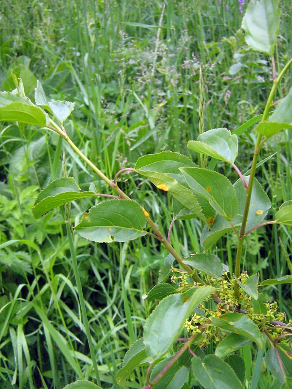 Image of Rhamnus cathartica specimen.