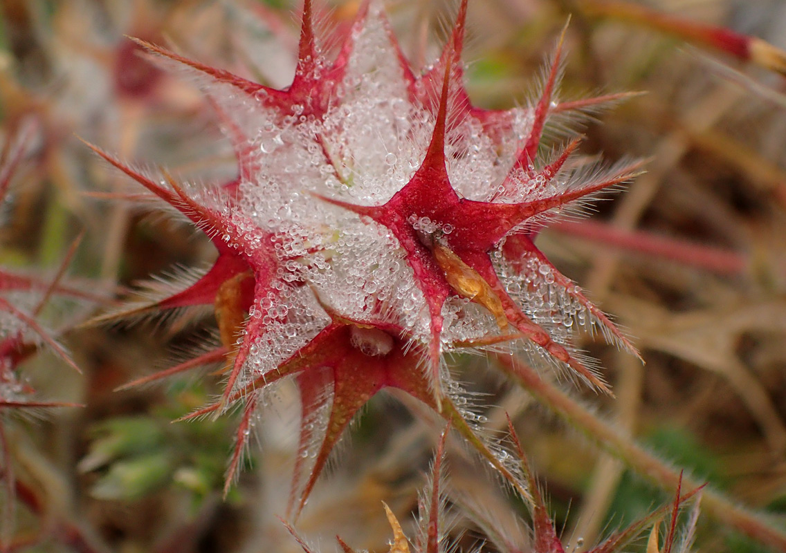 Image of Trifolium stellatum specimen.