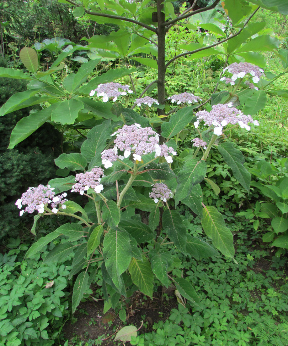 Изображение особи Hydrangea aspera ssp. sargentiana.