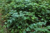 Rubus nessensis