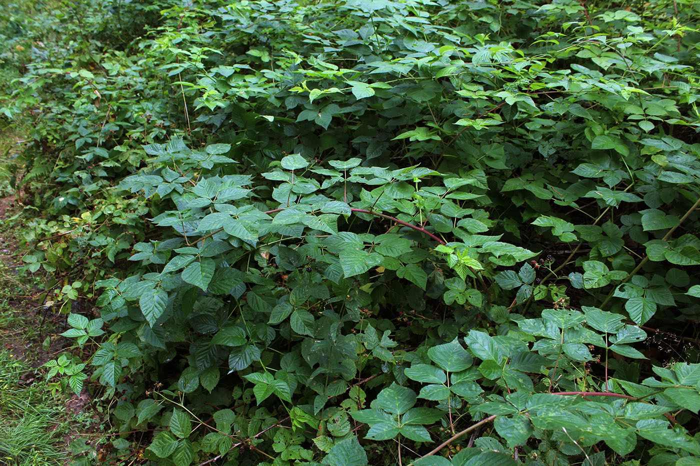 Image of Rubus nessensis specimen.