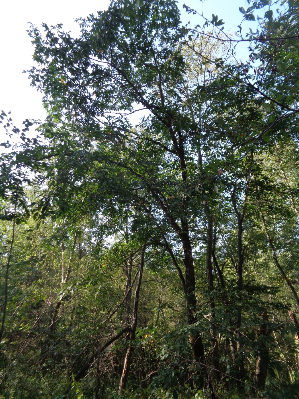 Image of Ulmus glabra specimen.