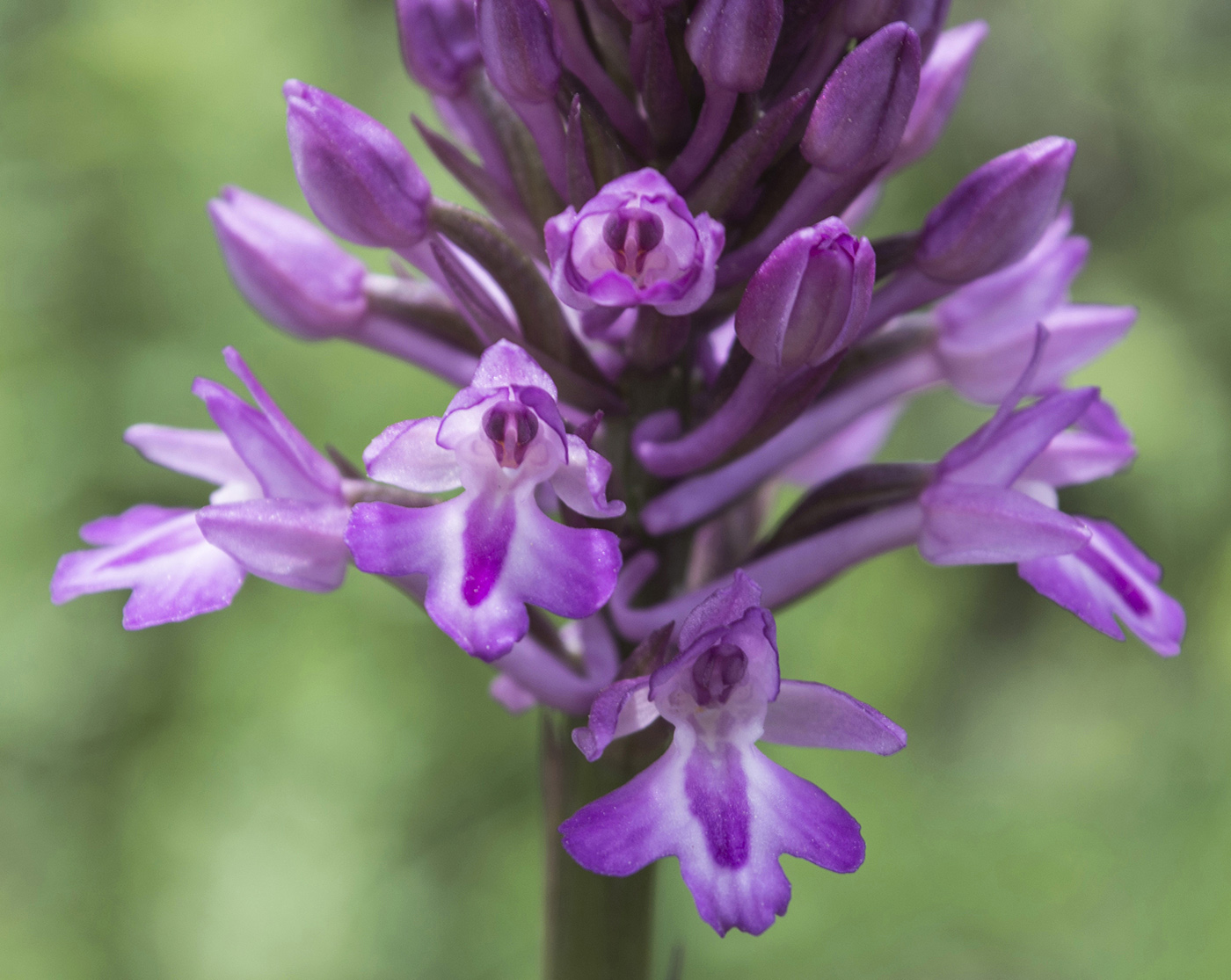 Image of Anacamptis &times; laniccae specimen.