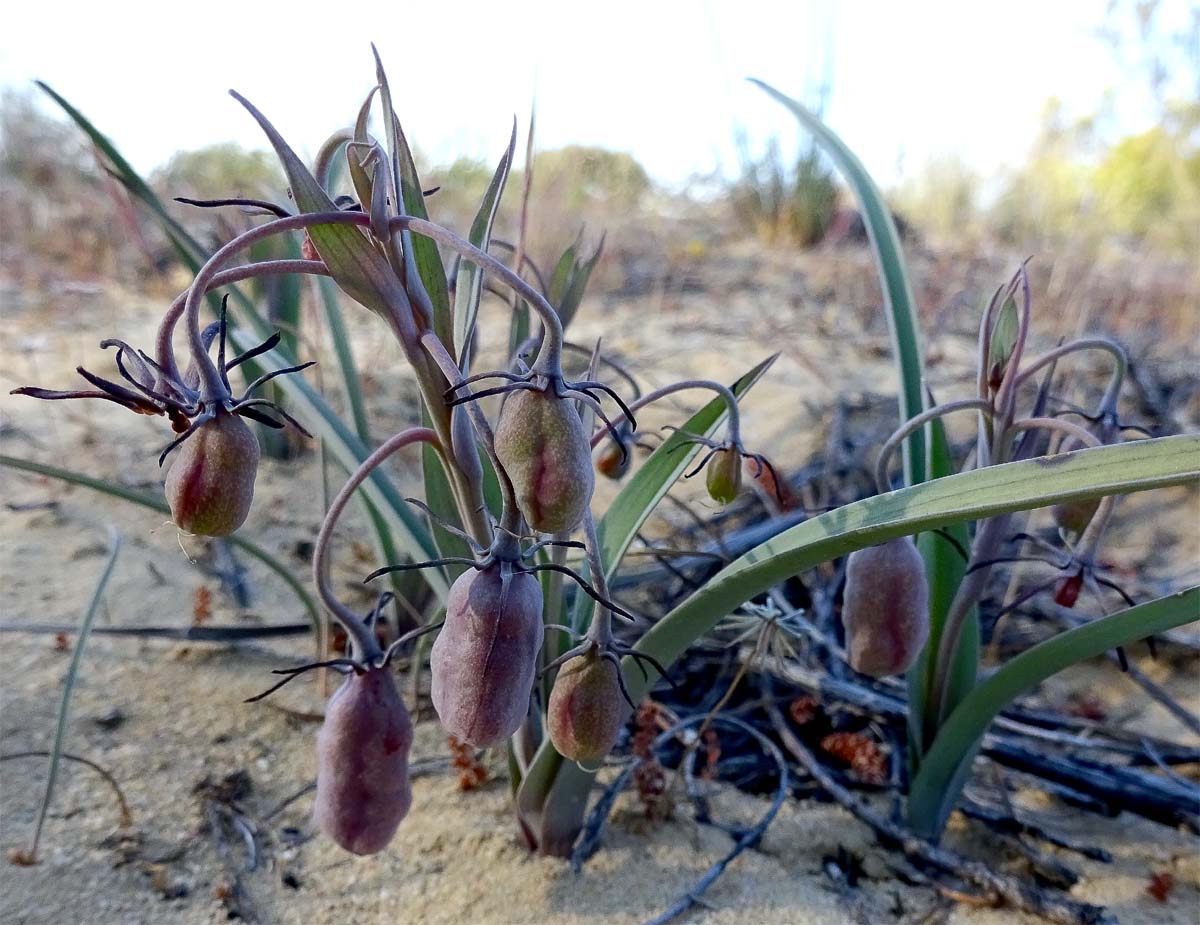 Image of Ornithoglossum vulgare specimen.