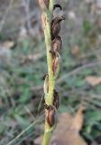 Spiranthes spiralis. Часть соплодия со вскрывшимися плодами. Краснодарский край, Абинский р-н, юж. окр. ст. Холмская, опушка. 31.10.2018.