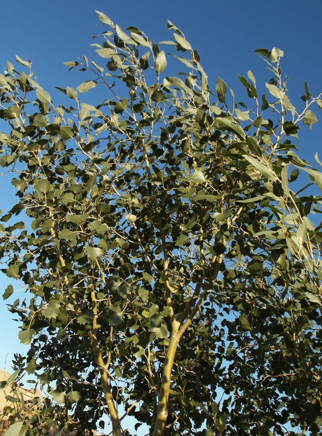 Image of Populus diversifolia specimen.