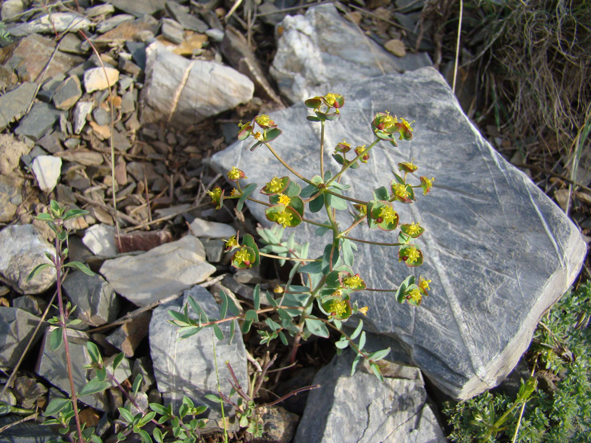 Изображение особи Euphorbia talassica.