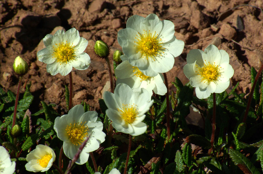 Image of genus Dryas specimen.