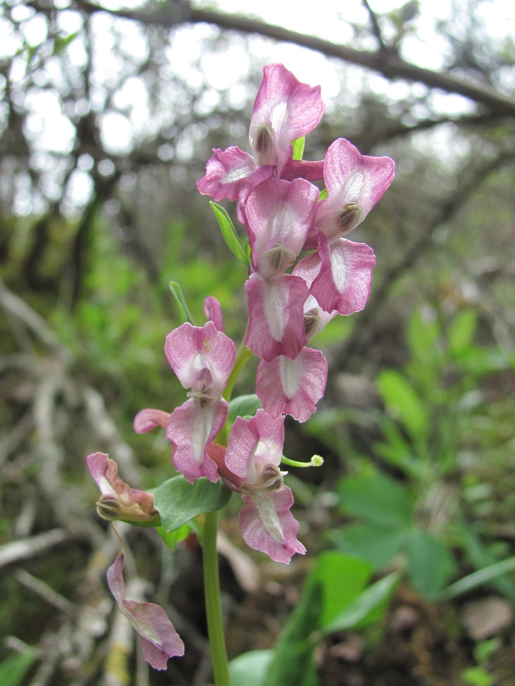 Изображение особи Corydalis cava.