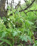 Corydalis cava. Соплодие. Дагестан, г/о Махачкала, гора Тарки-Тау, лес. 21.04.2019.