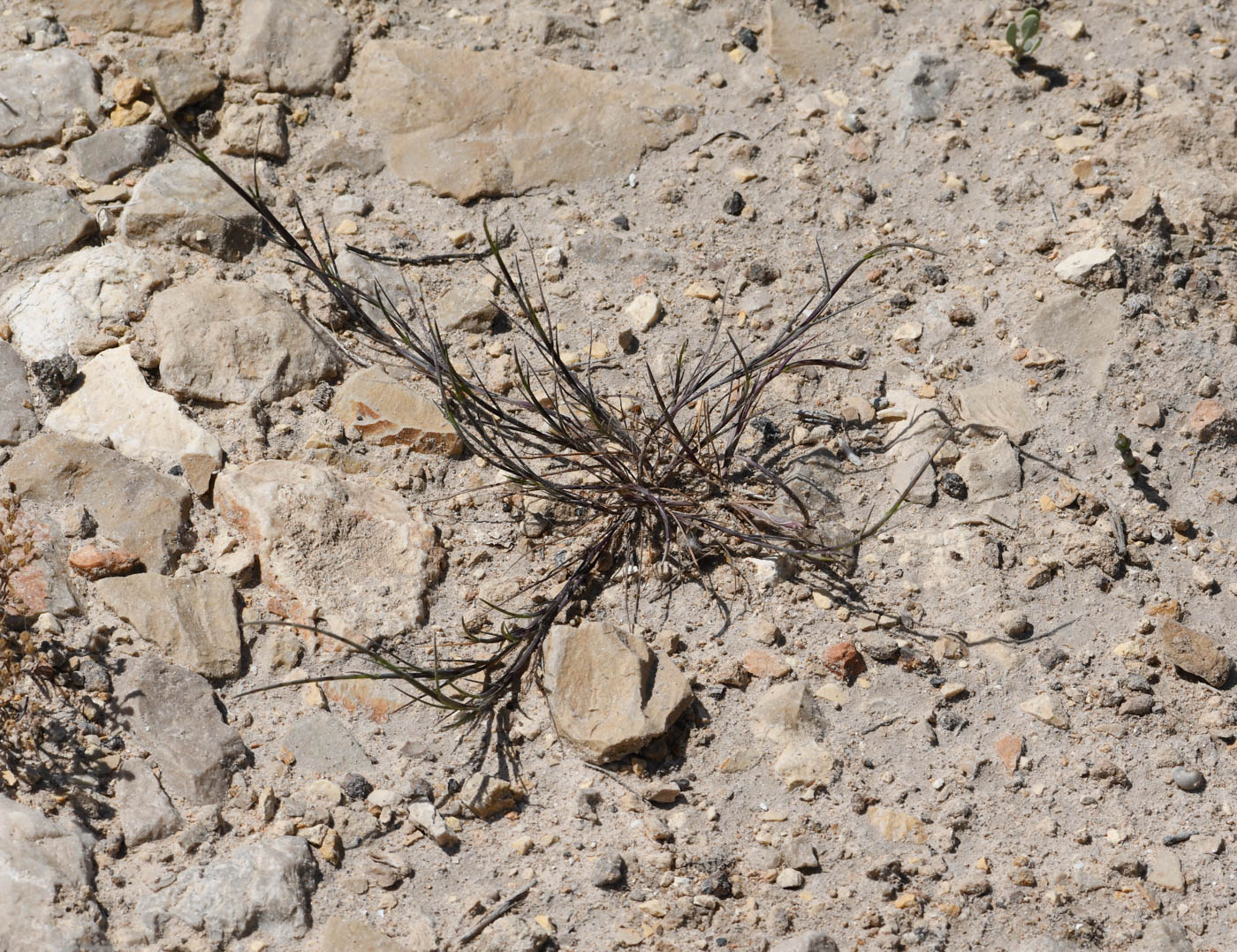 Image of Parapholis filiformis specimen.