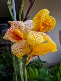 Canna &times; orchiodes