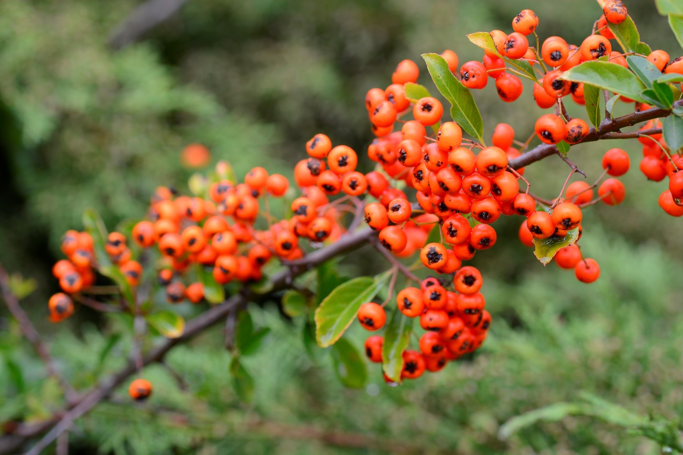 Image of genus Pyracantha specimen.