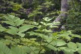 Aralia cordata