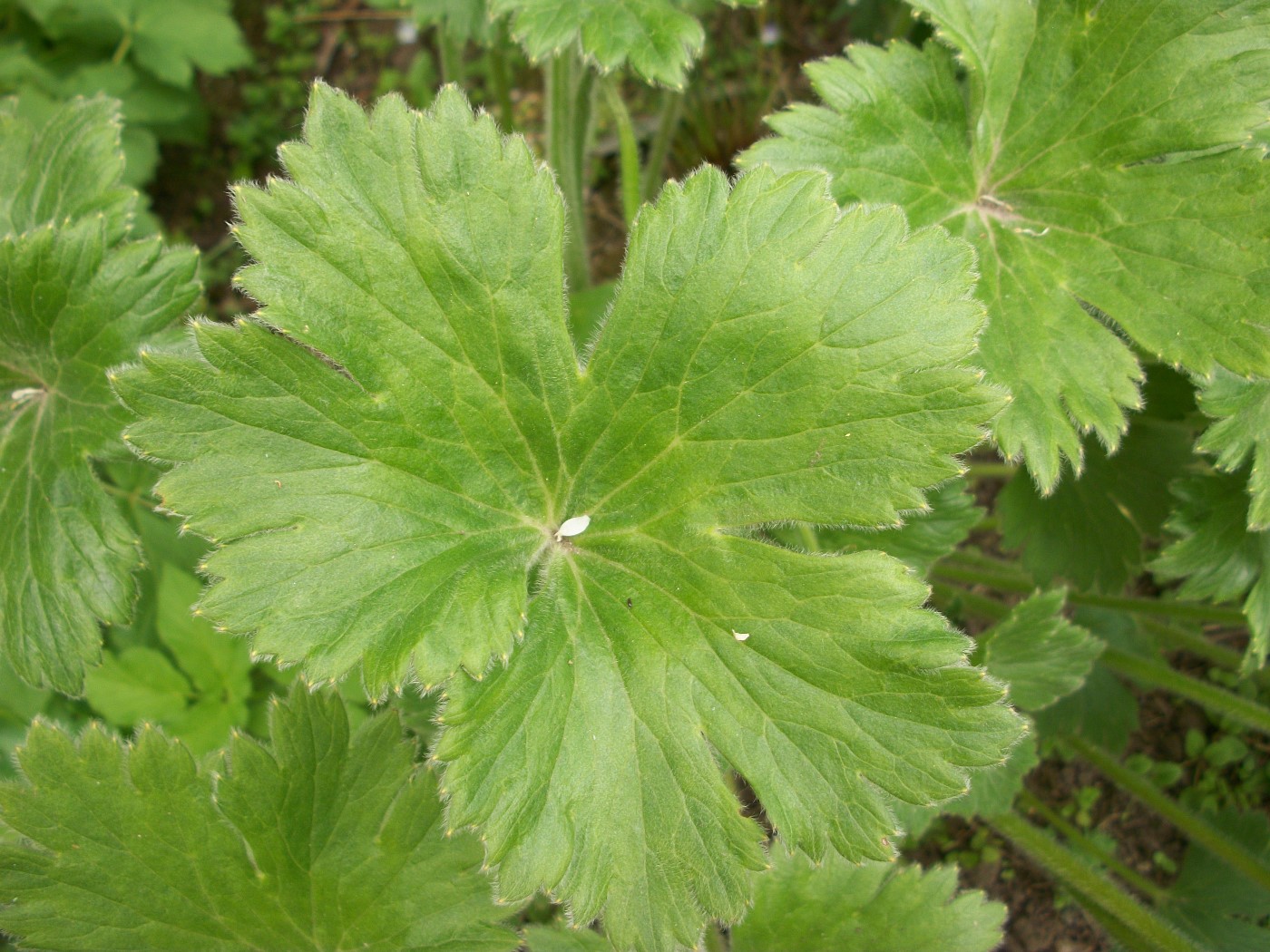 Image of Anemonastrum polyanthes specimen.