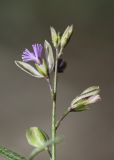 Polygala rupestris. Соцветие. Испания, автономное сообщество Каталония, провинция Жирона, комарка Баш Эмпорда, муниципалитет Тороэлья-де-Монгри, окр. ист. памятника Torre Ponça (укреплённая масия Торре Понса), склон южной экспозиции, сосновый лес. 28.02.2020.